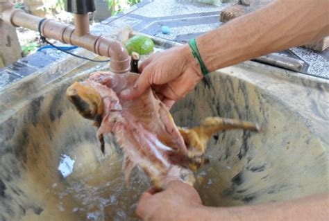 mocura|Mucura: alimento exótico nas comunidades da Amazônia